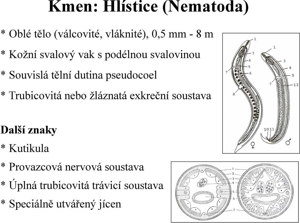 Trubicovitá nebo žláznatá exkreční soustava Další znaky * Kutikula *