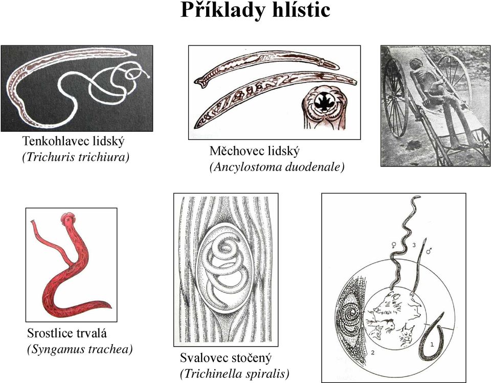 (Ancylostoma duodenale) Srostlice trvalá