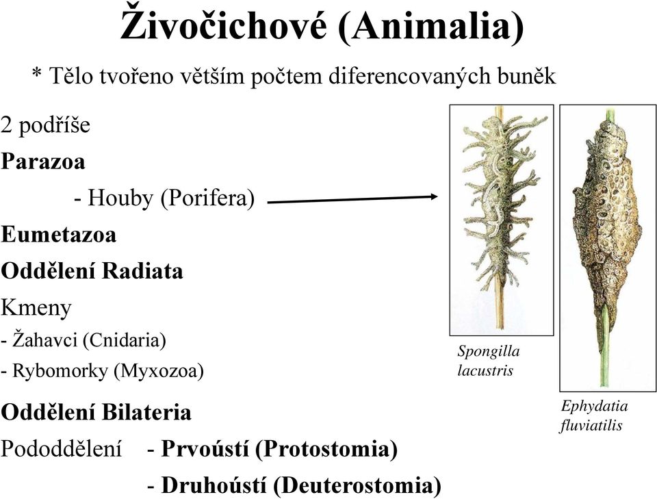 (Cnidaria) - Rybomorky (Myxozoa) Spongilla lacustris Oddělení Bilateria