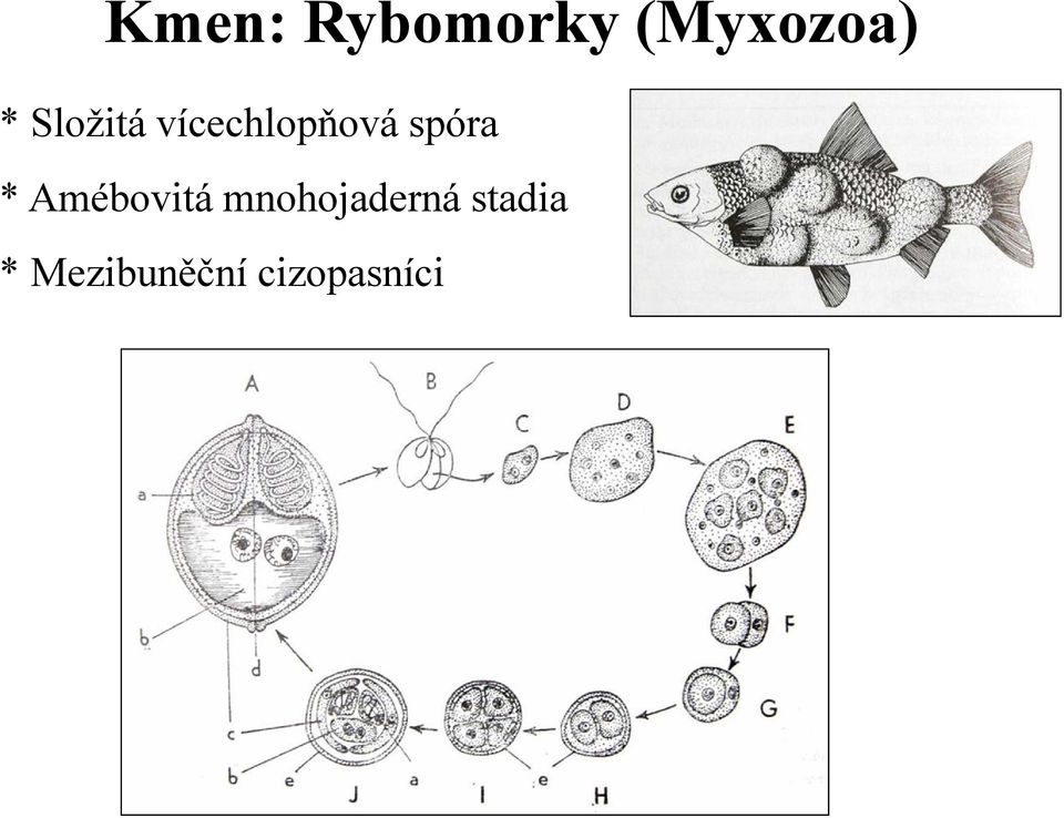 * Amébovitá mnohojaderná