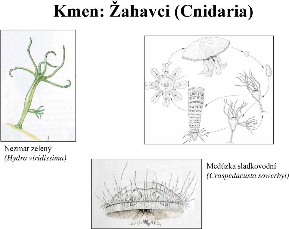 viridissima) Medúzka