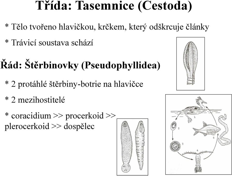 Štěrbinovky (Pseudophyllidea) * 2 protáhlé štěrbiny-botrie na