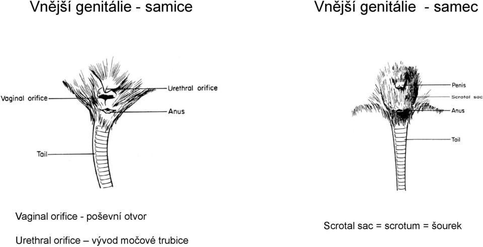 poševní otvor Urethral orifice vývod