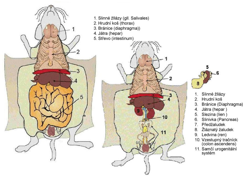 Bránice (Diaphragma) 4. Játra (hepar ) 5. Slezina (lien ) 6. Slinivka (Pancreas) 7.