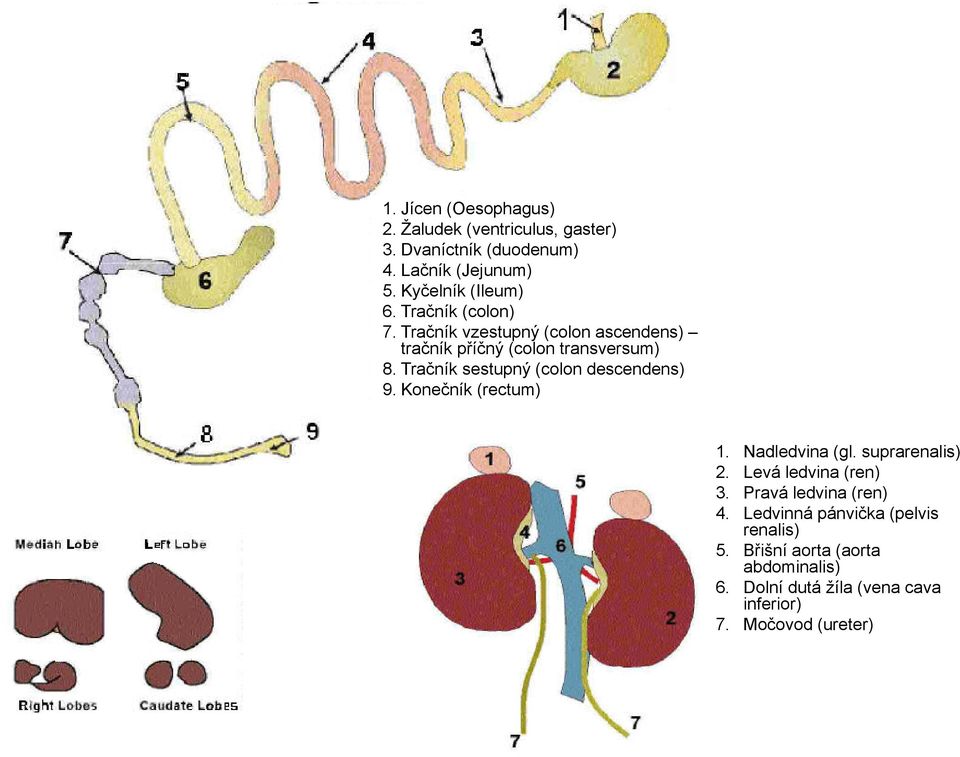 Tračník sestupný (colon descendens) 9. Konečník (rectum) 1. Nadledvina (gl. suprarenalis) 2. Levá ledvina (ren) 3.