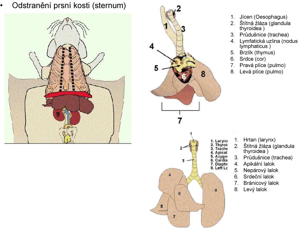 Pravá plíce (pulmo) 8. Levá plíce (pulmo) 1. Hrtan (larynx) 2. Štítná ţláza (glandula thyroidea ) 3.