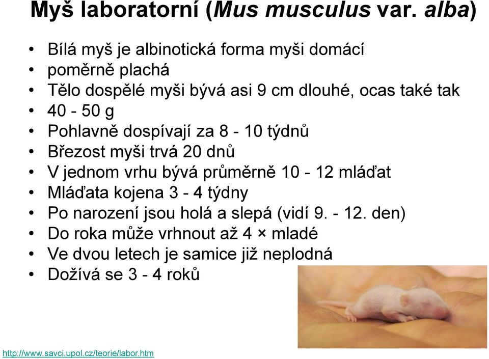 tak 40-50 g Pohlavně dospívají za 8-10 týdnů Březost myši trvá 20 dnů V jednom vrhu bývá průměrně 10-12 mláďat