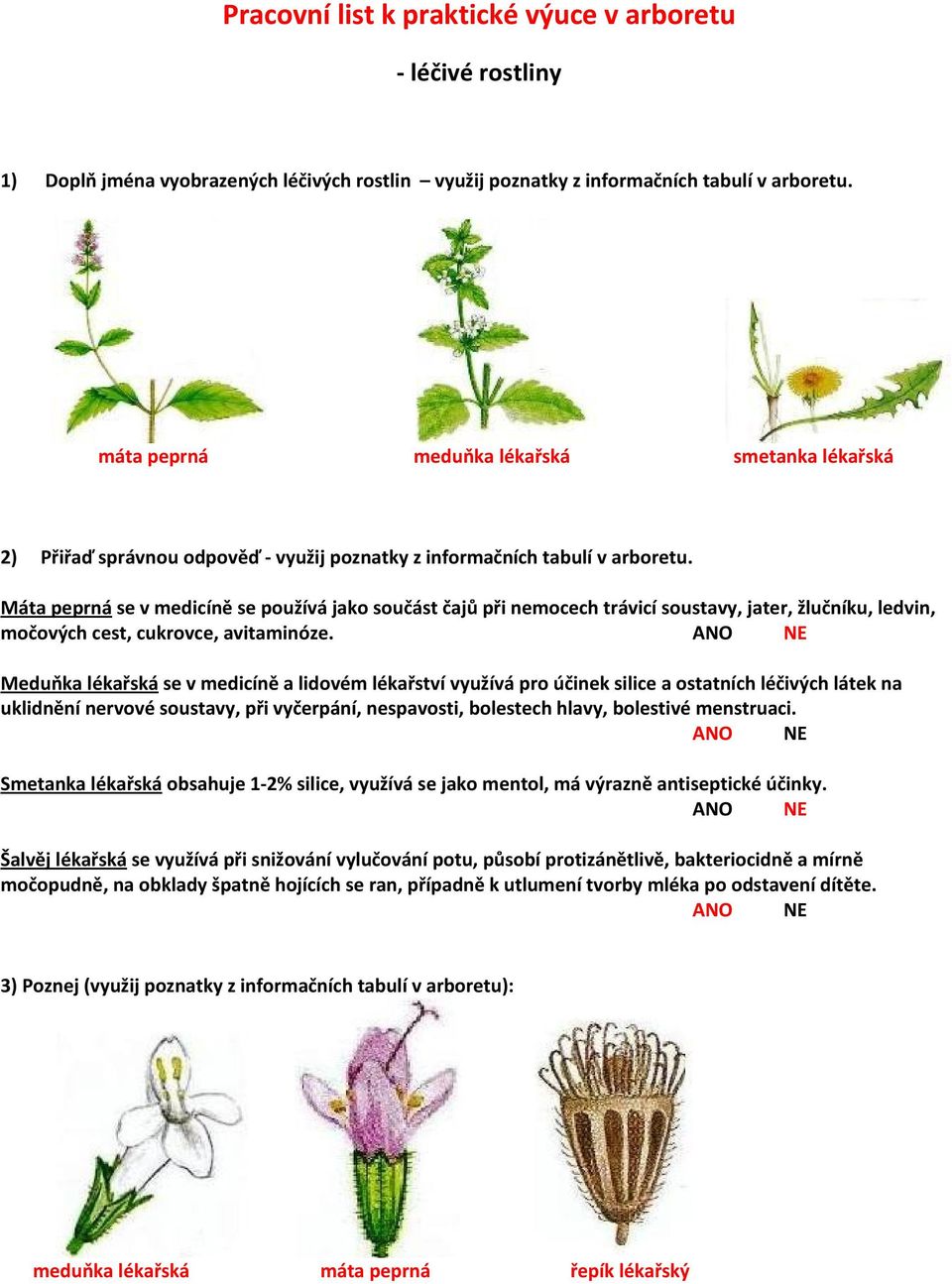 Máta peprná se v medicíně se používá jako součást čajů při nemocech trávicí soustavy, jater, žlučníku, ledvin, močových cest, cukrovce, avitaminóze.