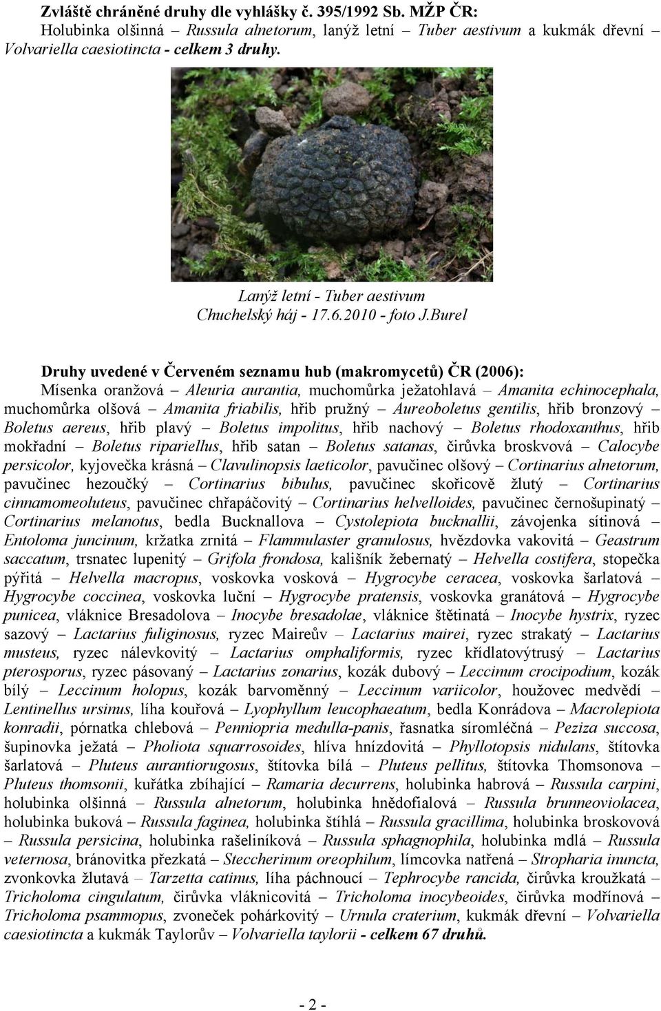 friabilis, hřib pružný Aureoboletus gentilis, hřib bronzový Boletus aereus, hřib plavý Boletus impolitus, hřib nachový Boletus rhodoxanthus, hřib mokřadní Boletus ripariellus, hřib satan Boletus