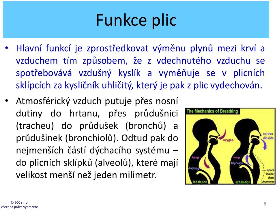 Atmosférický vzduch putuje přes nosní dutiny do hrtanu, přes průdušnici (tracheu) do průdušek (bronchů) a průdušinek