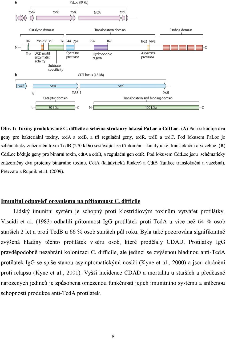 (B) CdtLoc kóduje geny pro binární toxin, cdta a cdtb, a regulační gen cdtr.