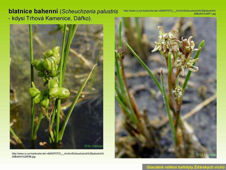 de/~db50/foto_-_archiv/scheuchzeria%20palustris% 20BotKA%20F1.