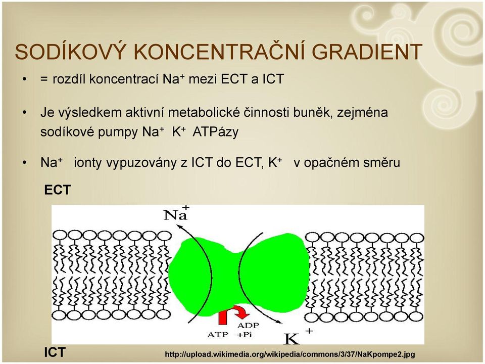 Na + K + ATPázy Na + ionty vypuzovány z ICT do ECT, K + v opačném směru