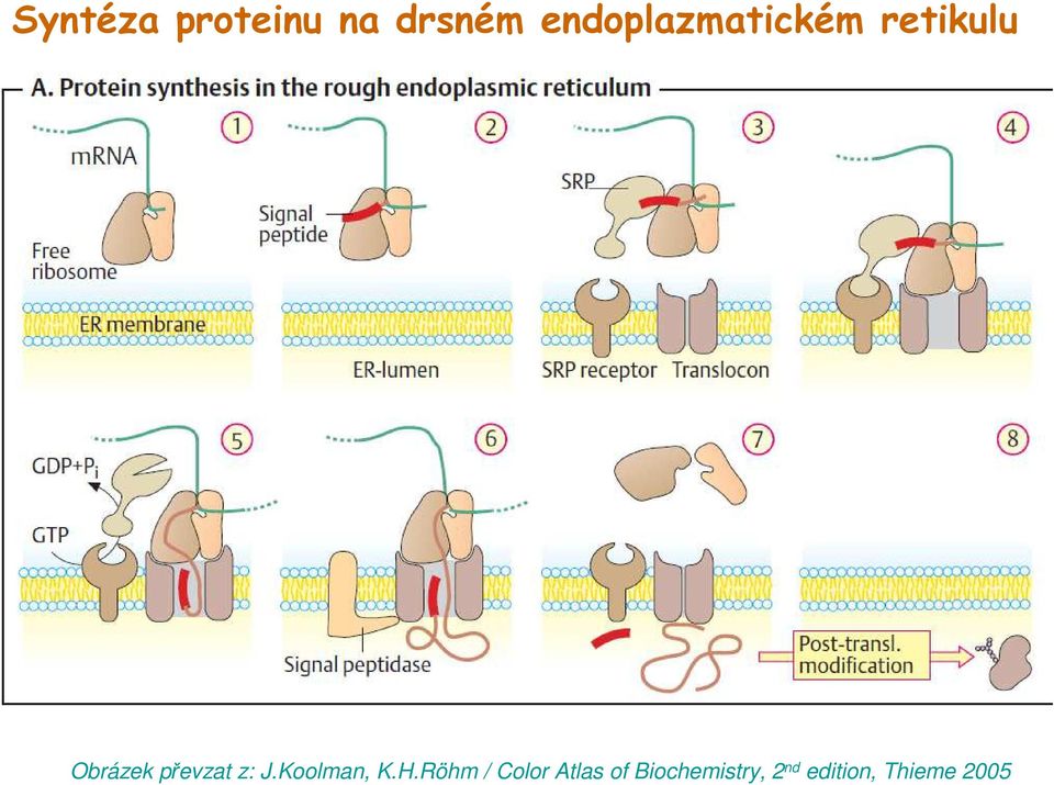 převzat z: J.Koolman, K.H.