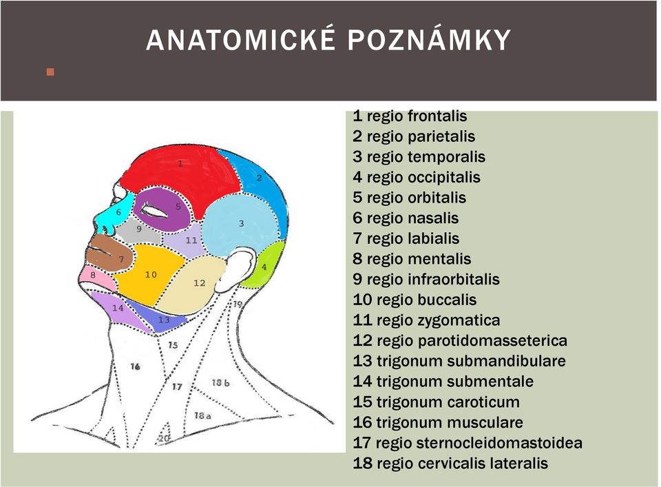 infraorbitalis 10 regio buccalis 11 regio zygomatica 12 regio parotidomasseterica 13 trigonum submandibulare 14