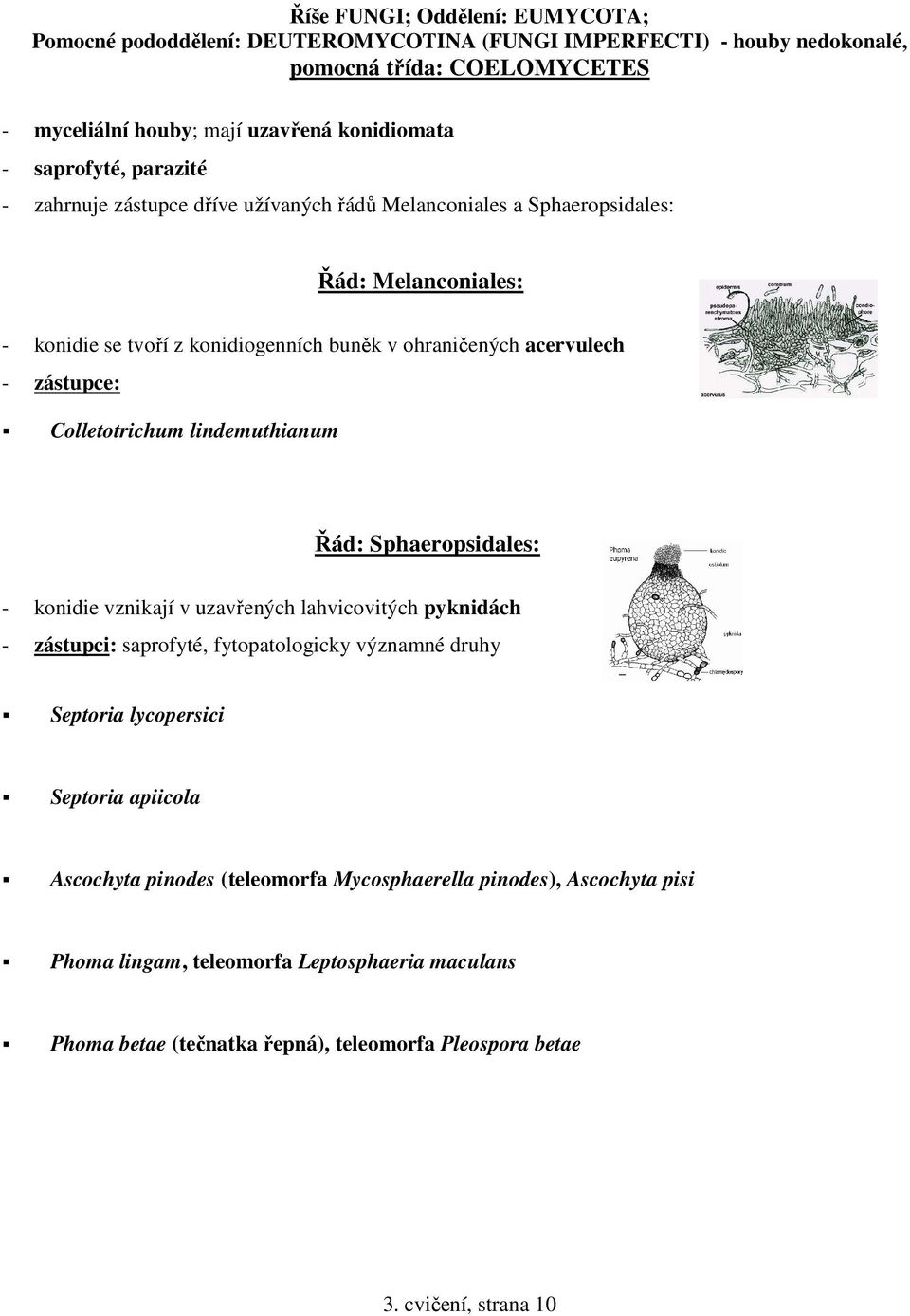 zástupce: Colletotrichum lindemuthianum Řád: Sphaeropsidales: - konidie vznikají v uzavřených lahvicovitých pyknidách saprofyté, fytopatologicky významné druhy Septoria lycopersici Septoria