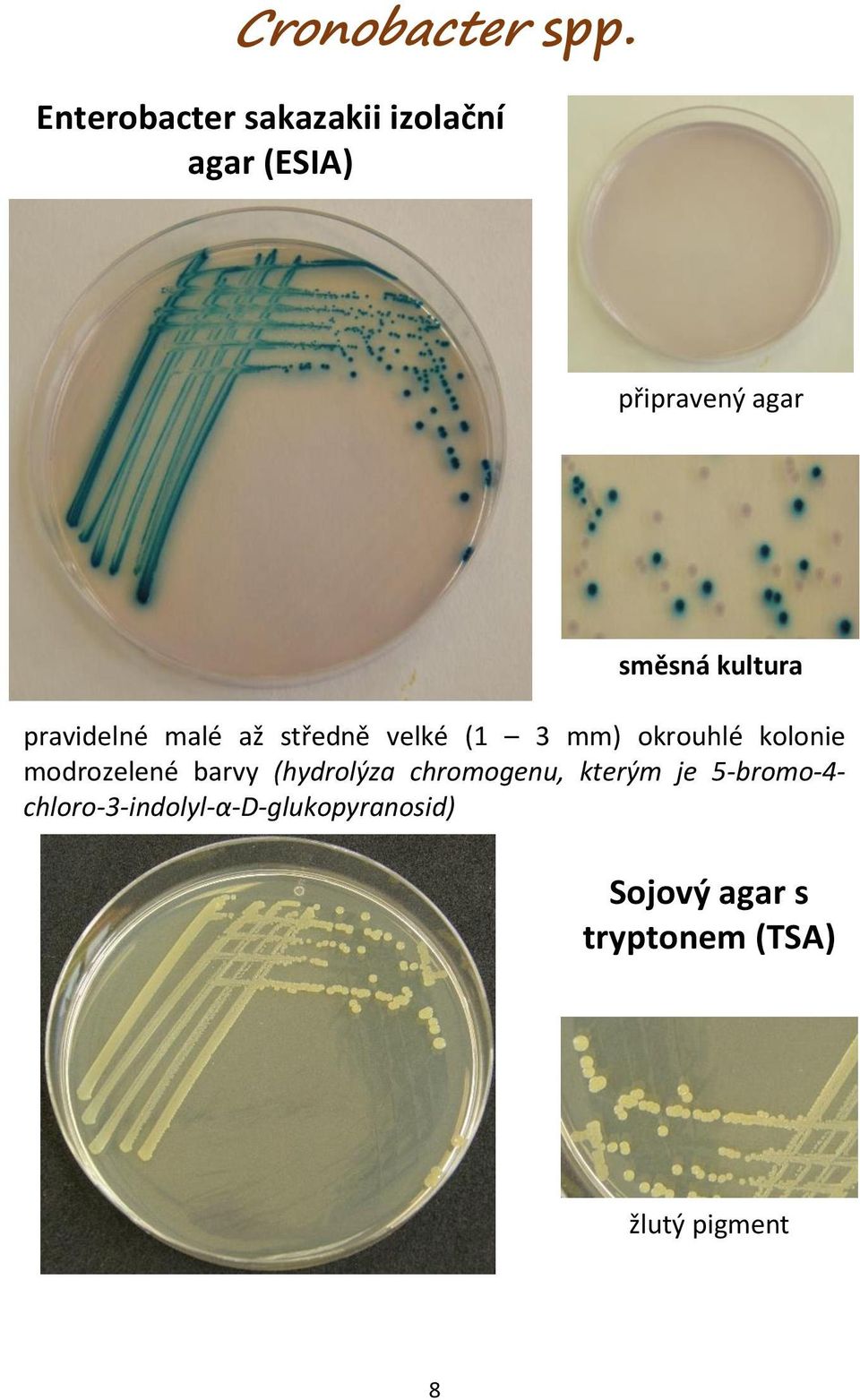 malé až středně velké (1 3 mm) okrouhlé kolonie modrozelené barvy