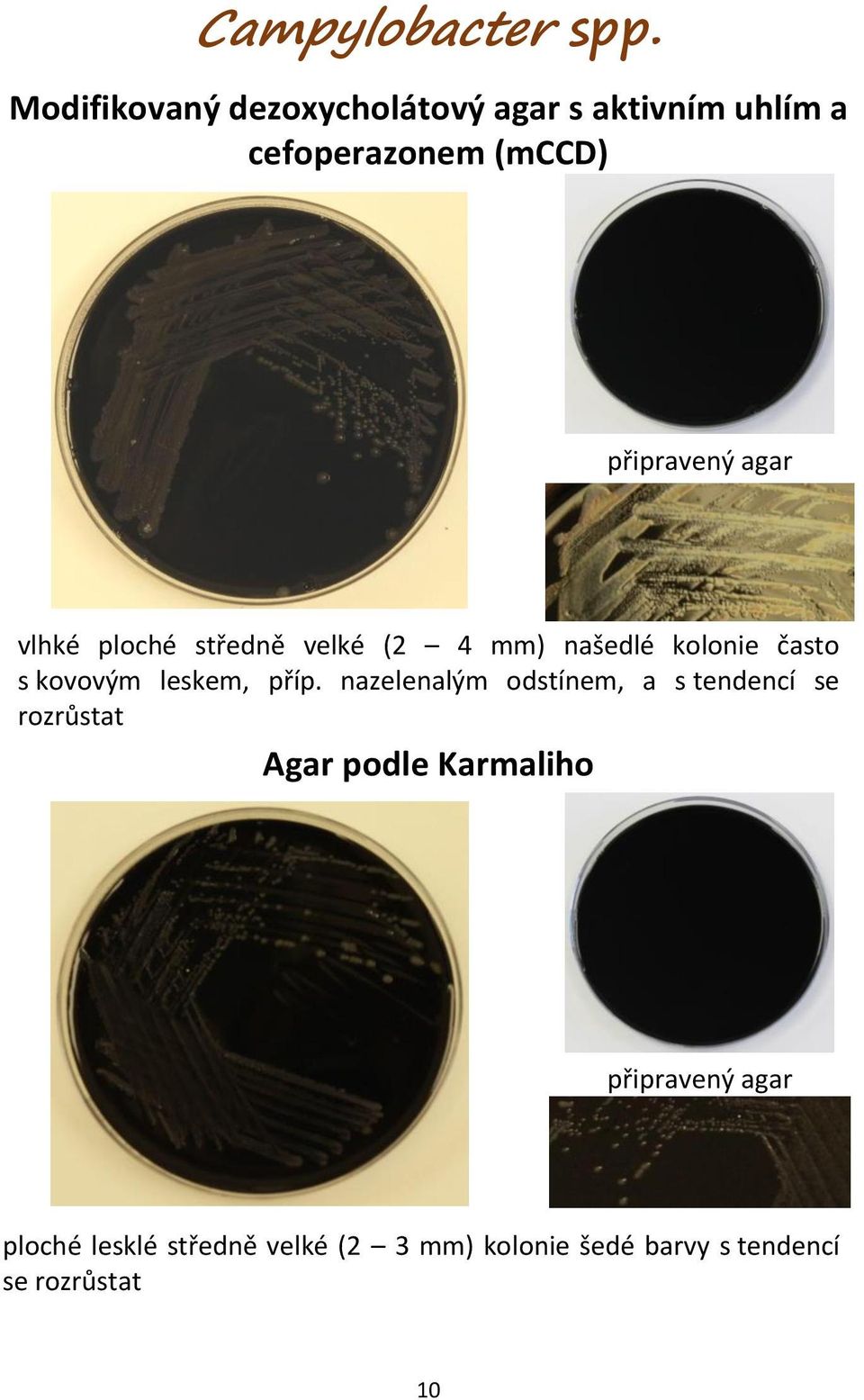 ploché středně velké (2 4 mm) našedlé kolonie často s kovovým leskem, příp.