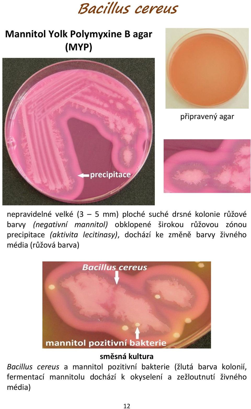 lecitinasy), dochází ke změně barvy živného média (růžová barva) směsná kultura Bacillus cereus a