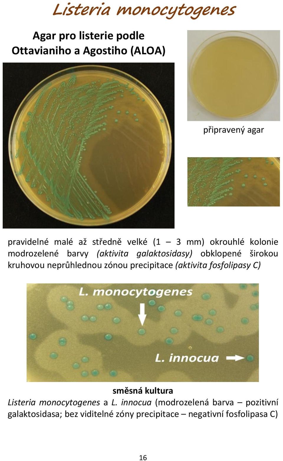 neprůhlednou zónou precipitace (aktivita fosfolipasy C) směsná kultura Listeria monocytogenes a L.