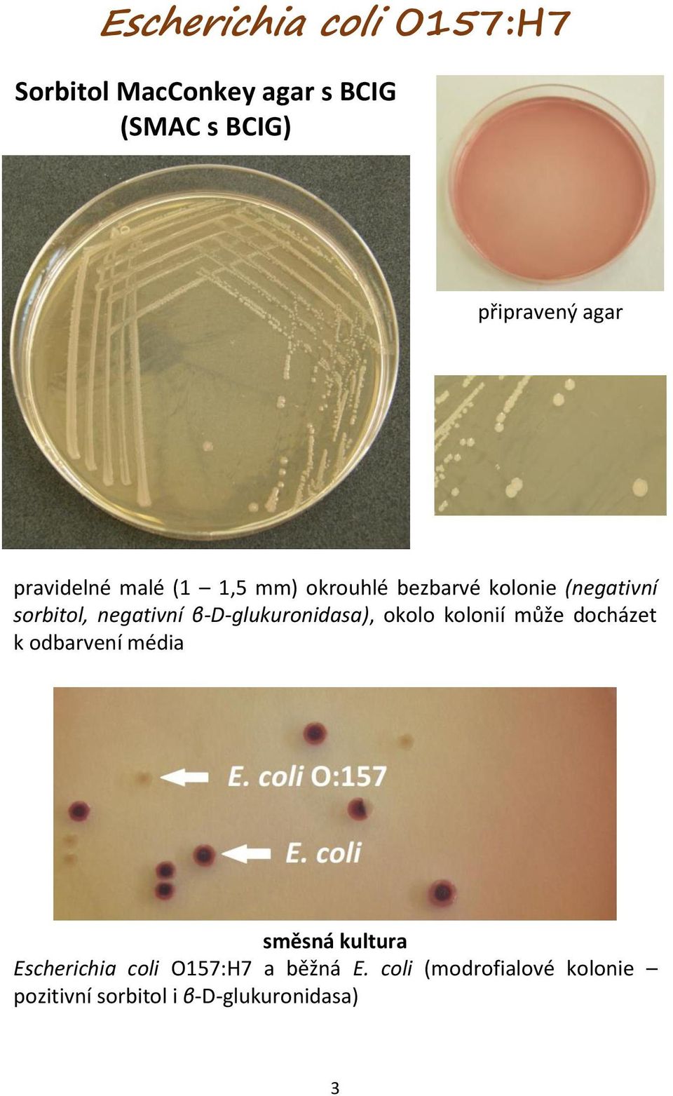 β-d-glukuronidasa), okolo kolonií může docházet k odbarvení média směsná kultura