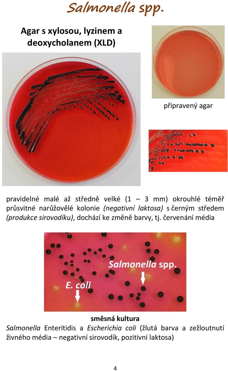 téměř průsvitné narůžovělé kolonie (negativní laktosa) s černým středem (produkce sirovodíku),