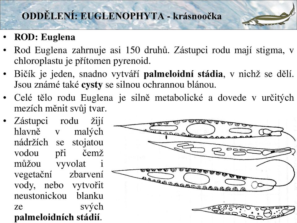 Celé tělo rodu Euglena je silně metabolické a dovede v určitých mezích měnit svůj tvar.