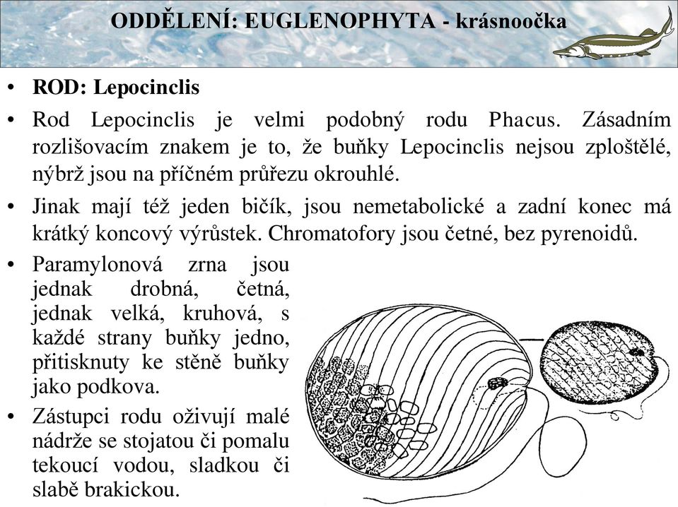 Jinak mají též jeden bičík, jsou nemetabolické a zadní konec má krátký koncový výrůstek. Chromatofory jsou četné, bez pyrenoidů.