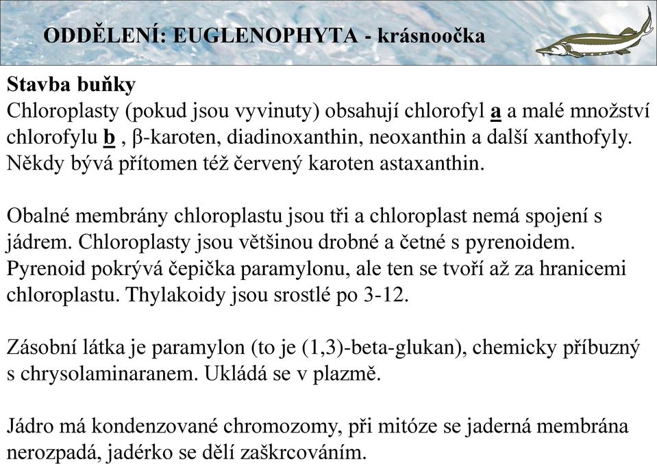 Chloroplasty jsou většinou drobné a četné s pyrenoidem. Pyrenoid pokrývá čepička paramylonu, ale ten se tvoří až za hranicemi chloroplastu.