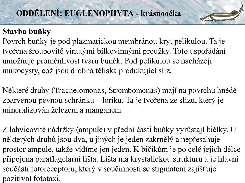 ODDĚLENÍ: EUGLENOPHYTA - krásnoočka Stavba buňky Povrch buňky je pod plazmatickou membránou kryt pelikulou. Ta je tvořena šroubovitě vinutými bílkovinnými proužky.