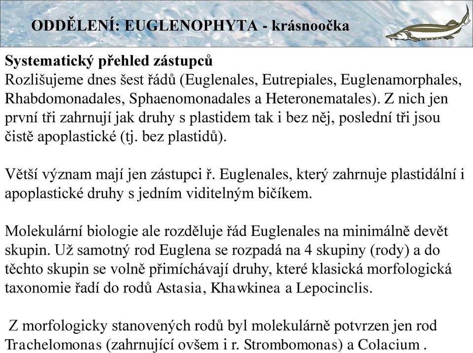 Z nich jen první tři zahrnují jak druhy s plastidem tak i bez něj, poslední tři jsou čistě apoplastické (tj. bez plastidů). Větší význam mají jen zástupci ř.