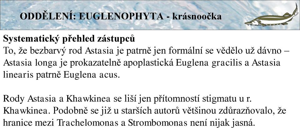 Euglena acus. Rody Astasia a Khawkinea 