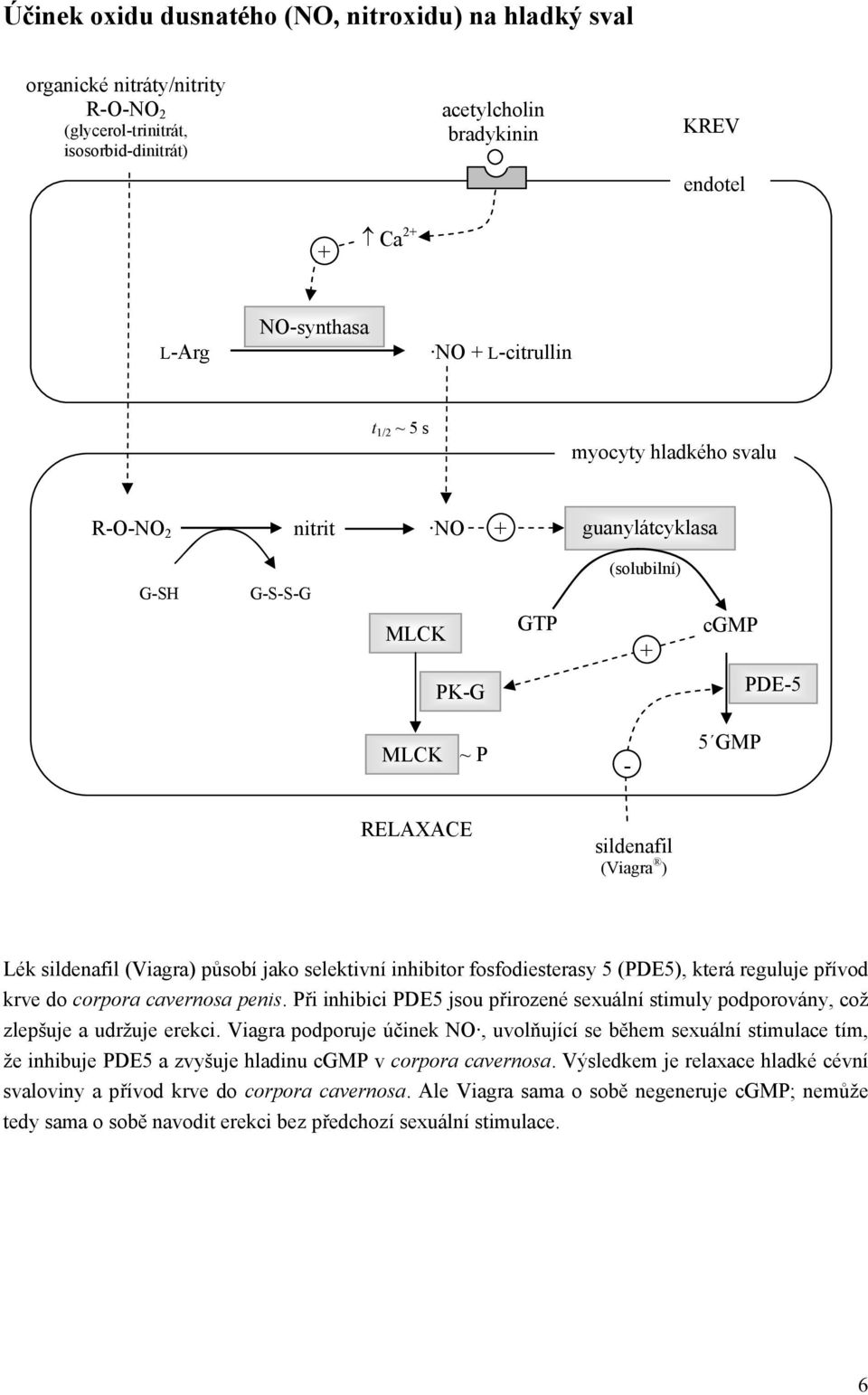 (Viagra) působí jako selektivní inhibitor fosfodiesterasy 5 (PDE5), která reguluje přívod krve do corpora cavernosa penis.