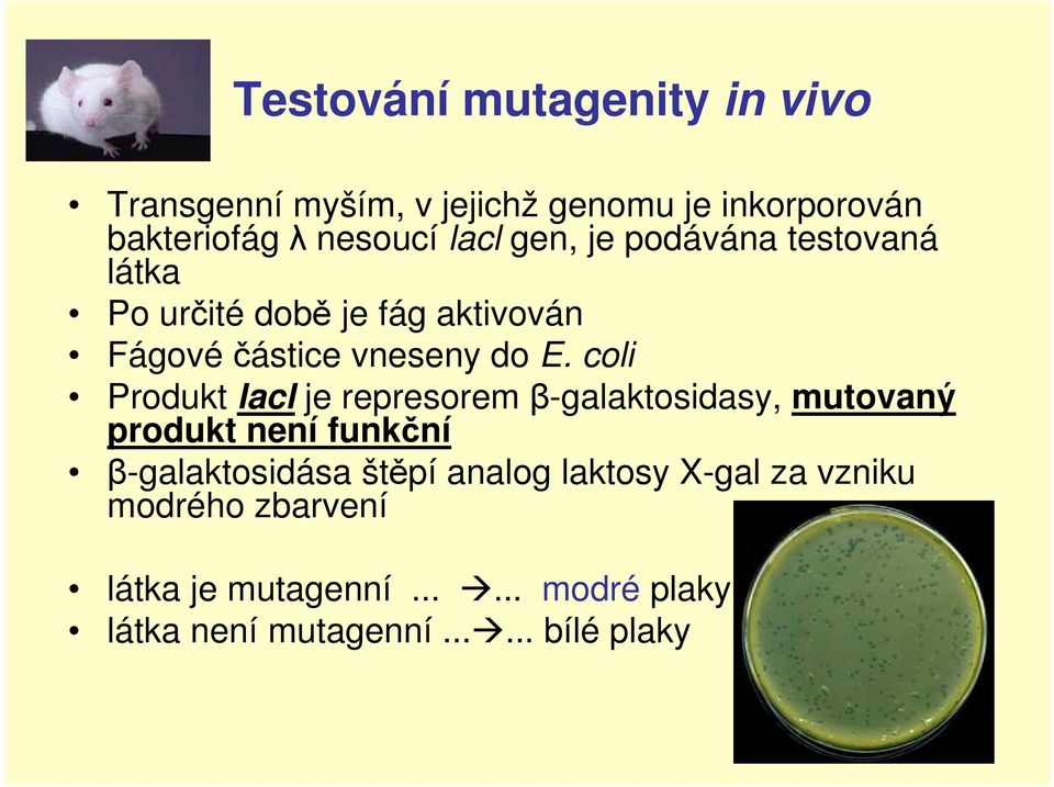 coli Produkt lacl je represoremβ-galaktosidasy, mutovaný produkt není funkční β-galaktosidása štěpí