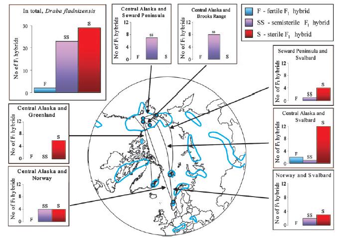 Kryptické biologické druhy Chudina - Draba fladnidenzis Intraspecifické hybridizační bariéry navzdory stejné morfologii a ekologii 99%