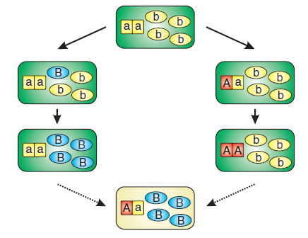 Dobzhansky-Muller model, jaderně-cytoplasmatické koevoluce a vznik reproduktivní bariéry Rozdělení původní populace, na oddělené části V nich vzniká nová plastidová