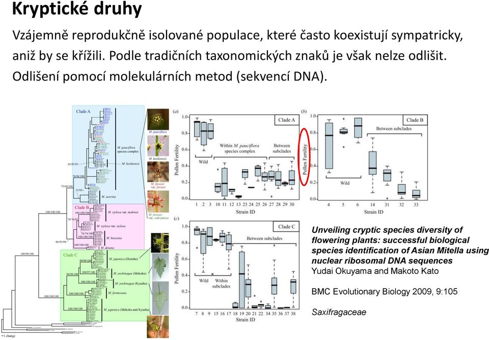 Unveiling cryptic species diversity of flowering plants: successful biological species identification of Asian