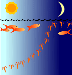 schéma vertikální migrace planktonních korýšů.