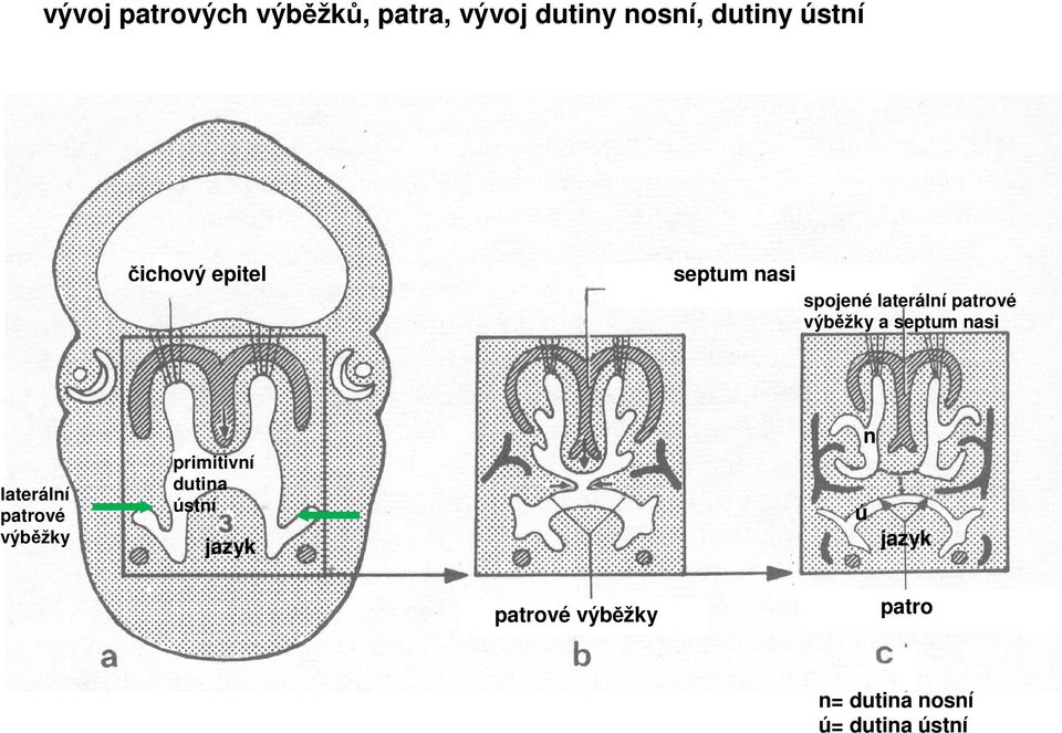 septum nasi laterální patrové výběžky primitivní dutina ústní
