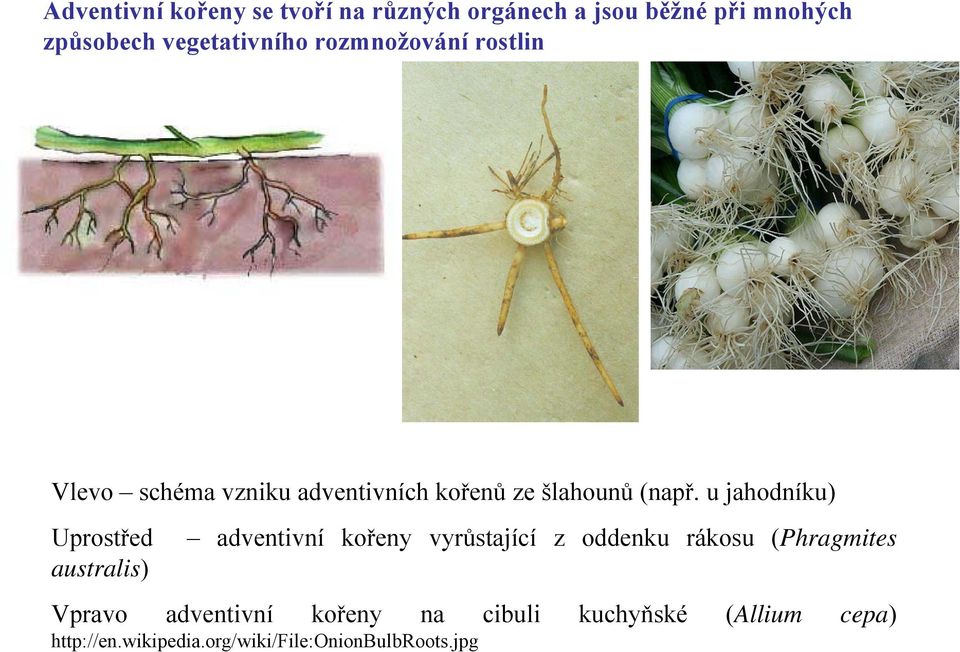 u jahodníku) Uprostřed australis) adventivní kořeny vyrůstající z oddenku rákosu (Phragmites Vpravo