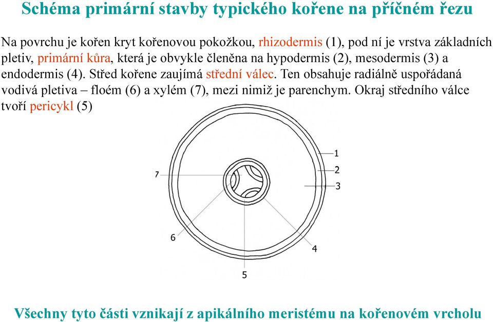 Střed kořene zaujímá střední válec.