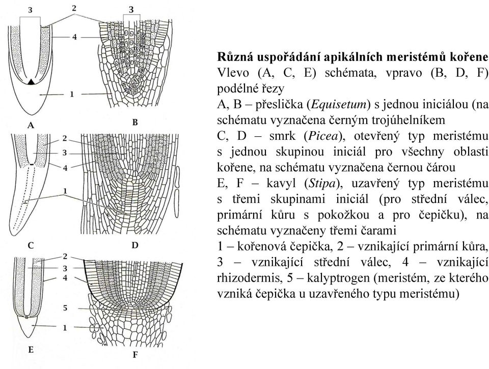 E, F kavyl (Stipa), uzavřený typ meristému s třemi skupinami iniciál (pro střední válec, primární kůru s pokožkou a pro čepičku), na schématu vyznačeny třemi čarami 1