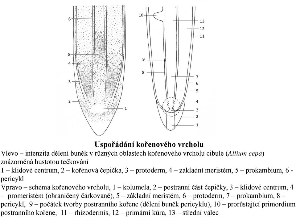 postranní část čepičky, 3 klidové centrum, 4 promeristém (ohraničený čárkovaně), 5 základní meristém, 6 protoderm, 7 prokambium, 8 pericykl, 9