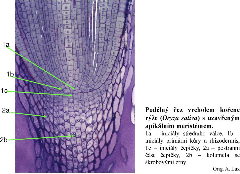 1a iniciály středního válce, 1b iniciály primární kůry a rhizodermis,