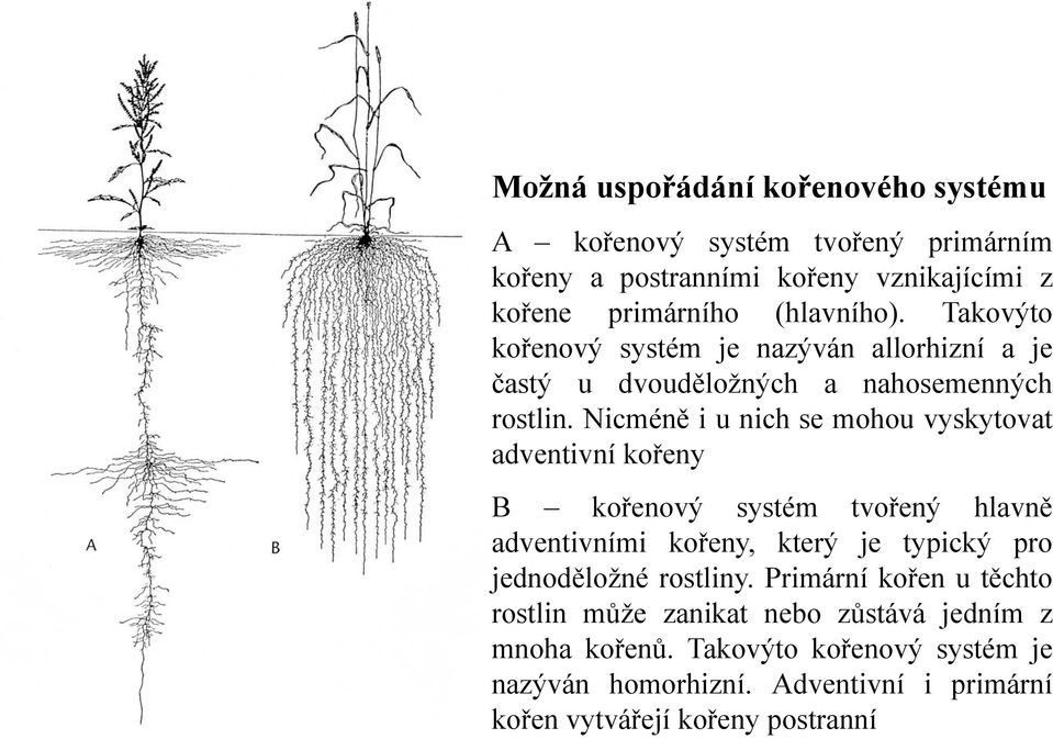 Nicméně i u nich se mohou vyskytovat adventivní kořenyř B kořenový systém tvořený hlavně adventivními kořeny, který je typický pro jednoděložné