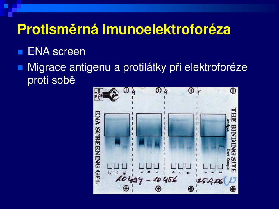 screen Migrace antigenu