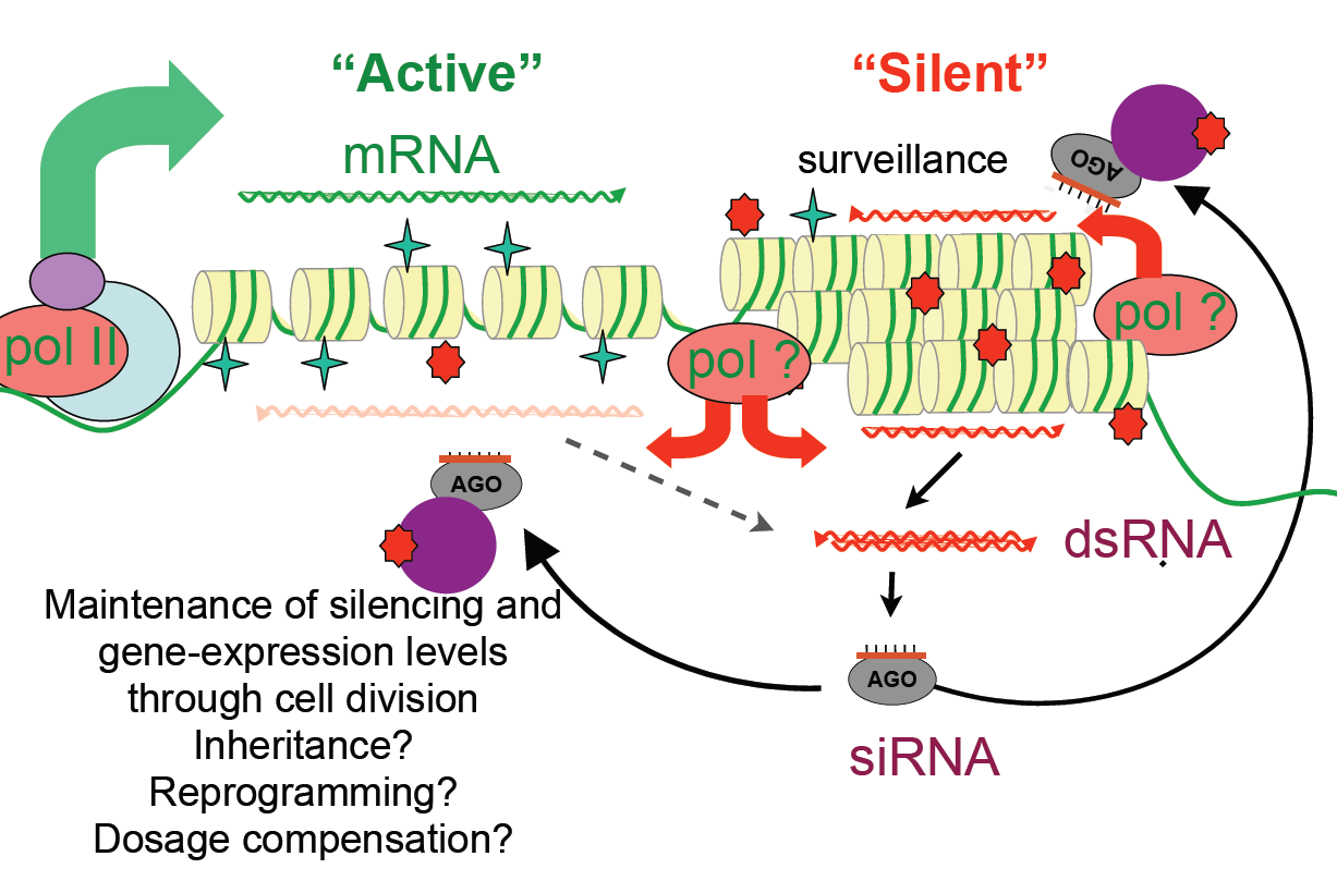 RNA