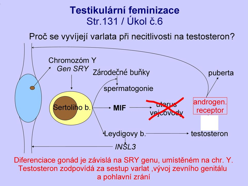 Chromozóm Y Gen SRY Zárodečné buňky puberta spermatogonie Sertoliho b.