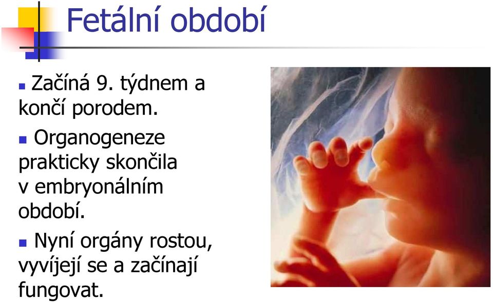 Organogeneze prakticky skončila v