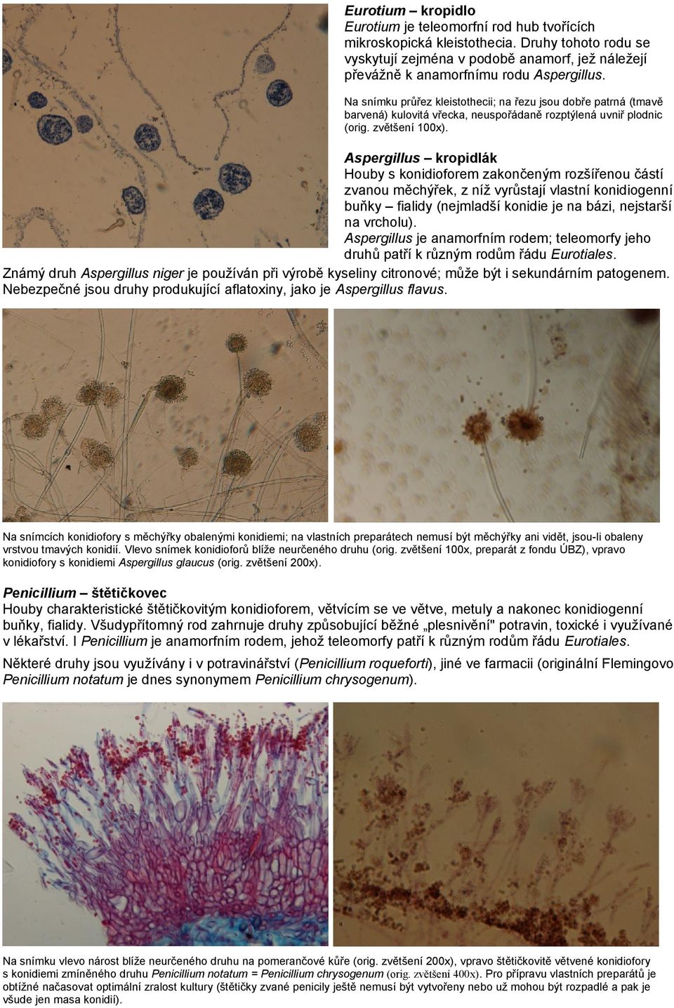 Aspergillus kropidlák Houby s konidioforem zakončeným rozšířenou částí zvanou měchýřek, z níž vyrůstají vlastní konidiogenní buňky fialidy (nejmladší konidie je na bázi, nejstarší na vrcholu).